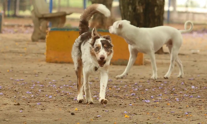 Tutores com cães no Parcão, espaço exclusivo para cachorros, na Praça Ayrton Senna do Brasil