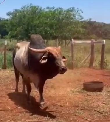 Touro avaliado em R$ 50 mil est&aacute; desaparecido h&aacute; semanas em Dourados
