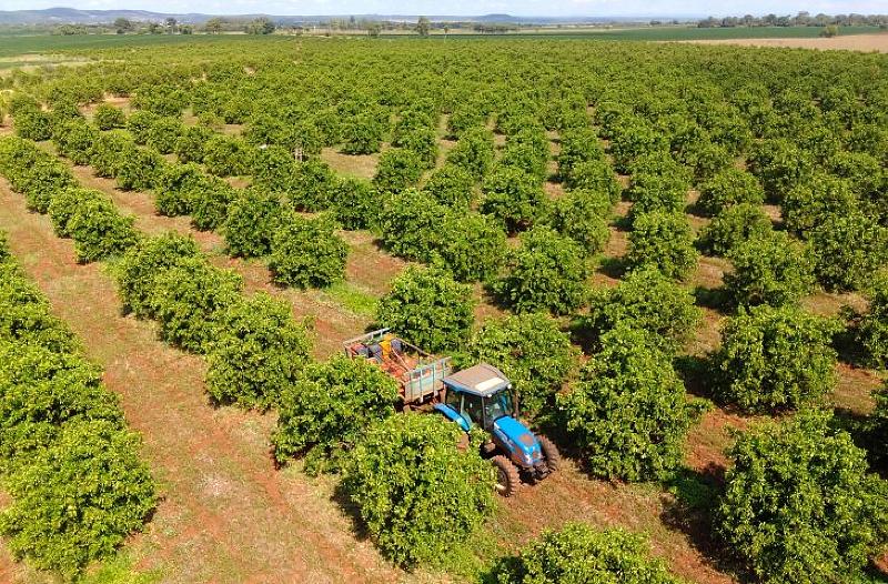 Citricultura ganha força e projeta novo ciclo econômico em Mato Grosso do Sul