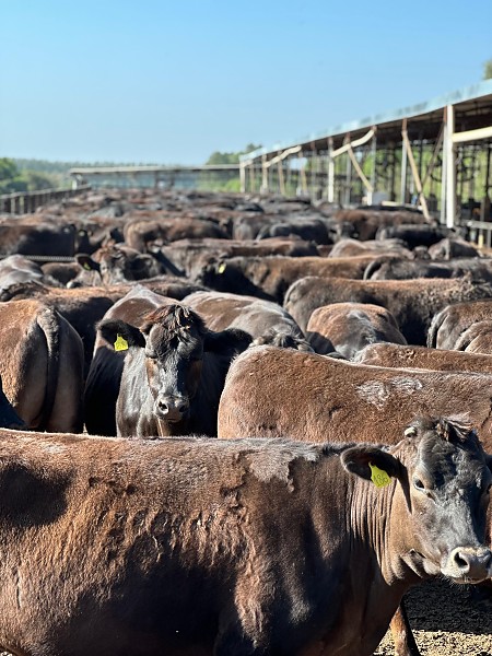 Programa Wagyu impulsiona alta de 30% na carne certificada