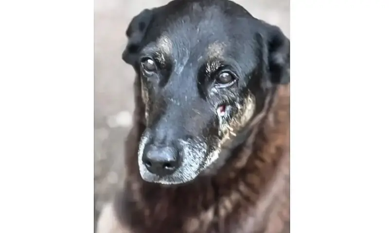 28.01.2026 - Cão Orelha, morto por adolescentes em SC
