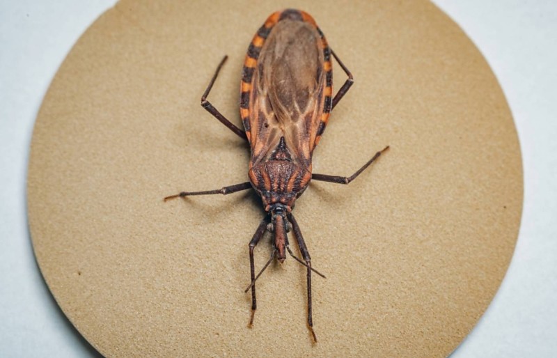 Doença De Chagas é causada por um parasita encontrado nas fezes do inseto barbeiro