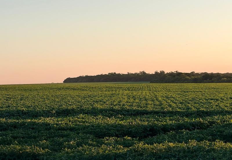 Agricultura tropical de Mato Grosso do Sul ganha destaque em debate internacional