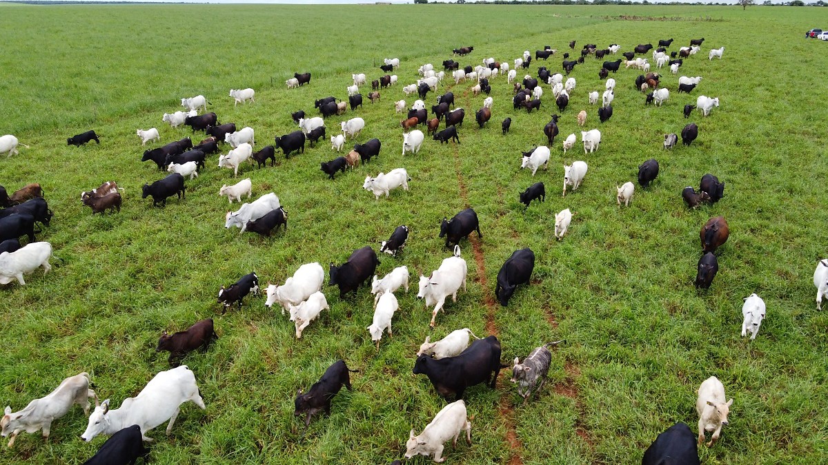 Bovinos usados em pesquisas da UEMS serão leiloados em Mato Grosso do Sul