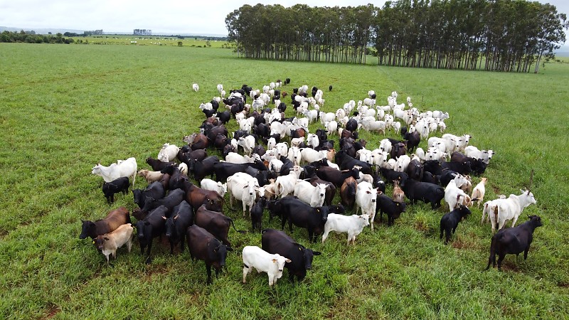 Fazenda Cachoeirão é um dos exemplos de sucesso em MS