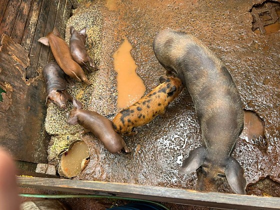 Homem &eacute; preso por criar porcos e aves em condi&ccedil;&otilde;es irregulares em Campo Grande
