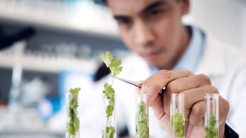 Plantas medicinais ganham reforço com criação de comitê técnico em Mato Grosso do Sul