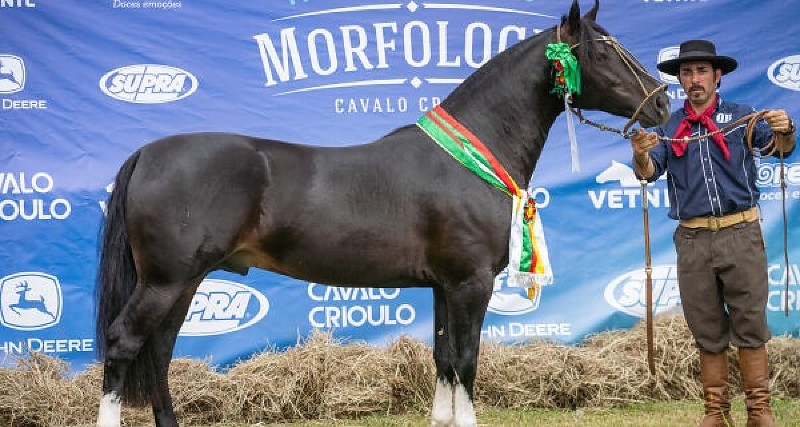 Cavalo crioulo terá Exposição Passaporte na Expogrande 2026