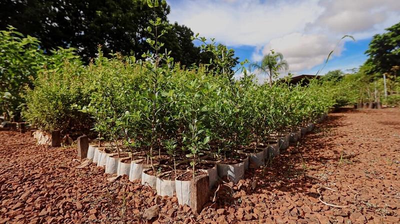 Capital destaca infraestrutura verde e preservação da biodiversidade