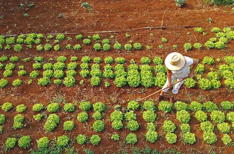 Pronaf B amplia acesso ao crédito e fortalece agricultura familiar em MS