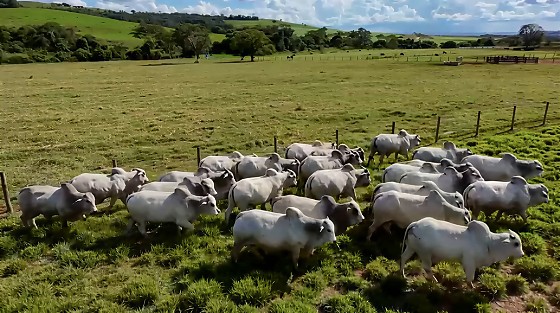 Leilão de touros encerra programação da Expogrande no domingo