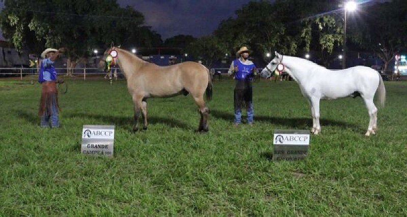 Bentevi do Rancho Viola é o grande campeão do cavalo pantaneiro