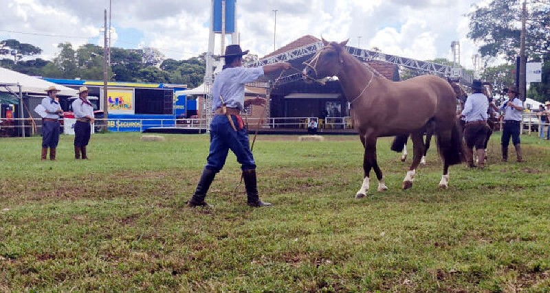 Passaporte do Cavalo Crioulo chega ao último dia em Campo Grande