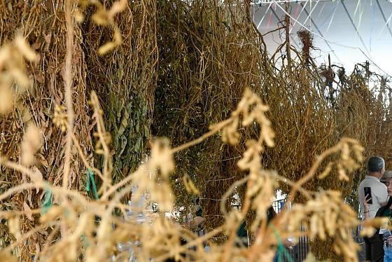 Festa do P&eacute; de Soja Solteiro re&uacute;ne p&uacute;blico recorde e celebra for&ccedil;a do agro em Mato Grosso do Sul