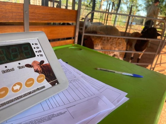 Segundo embarque de ovinos fortalece comercializa&ccedil;&atilde;o e impulsiona pequenos produtores