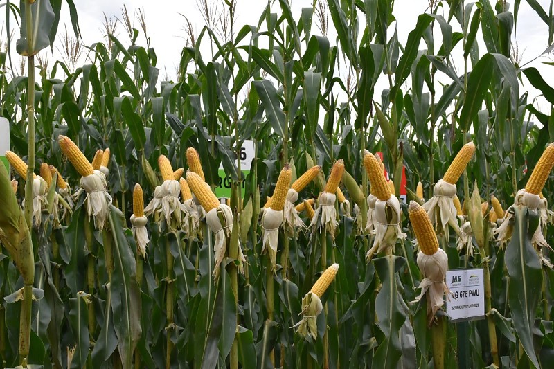 Irrigação ganha força como alternativa para enfrentar mudanças climáticas em Mato Grosso do Sul