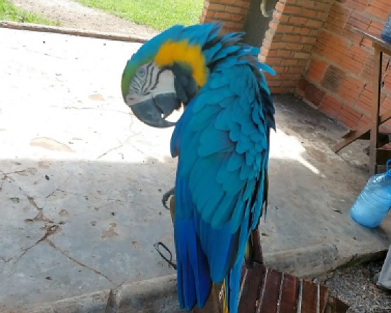 imagem
