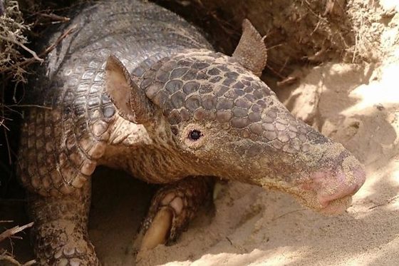 Tatu canastra