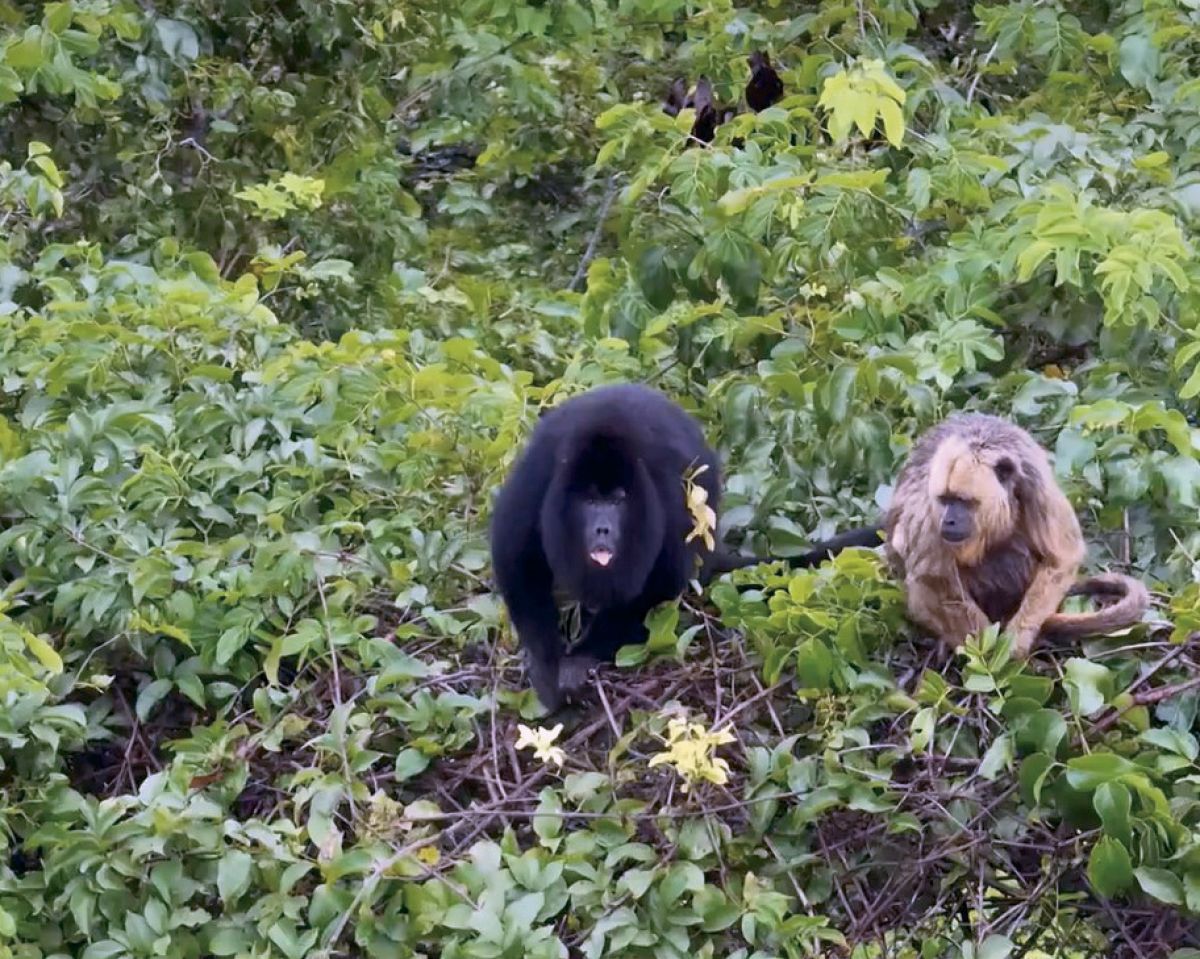 Macacos monitorados ganham votação para escolher seus nomes em Mato Grosso do Sul