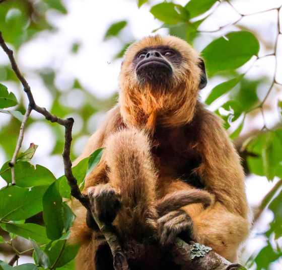 Macacos monitorados ganham votação para escolher seus nomes em Mato Grosso do Sul