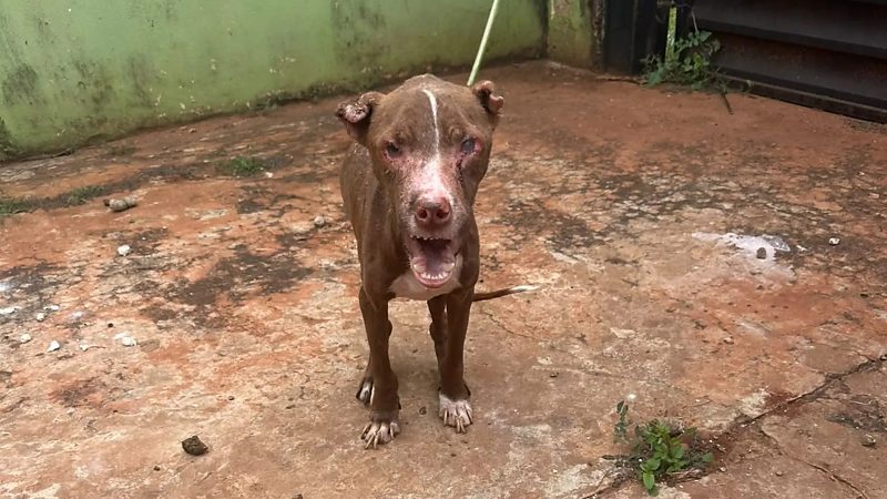 Pit bull é resgatado de imóvel usado para tráfico e tutor preso responderá por maus-tratos