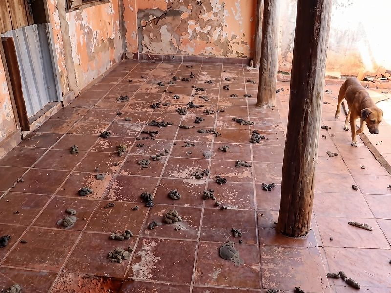A medida foi proposta pelas 42ª e 49ª Promotorias de Justiça e tem como objetivo garantir a regularização da instituição e o bem-estar dos animais acolhidos