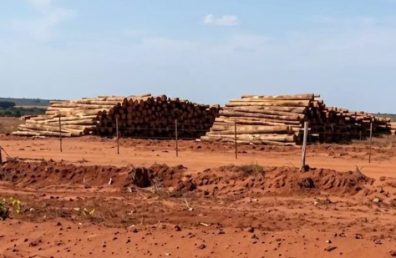 Inquérito civil apura possíveis danos ambientais causados pelo avanço das plantações de eucalipto na região leste de Mato Grosso do Sul