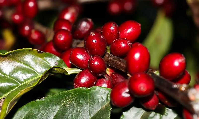 Plantação de Café na Embrapa Cerrado
