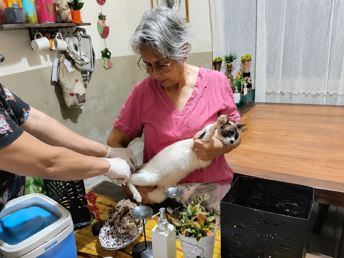 Cães e gatos de ONGs e protetores recebem vacina antirrábica em Dourados