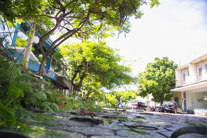 Prefeitura de Corumbá realizará uma consulta pública para a elaboração do Plano Municipal de Arborização Urbana