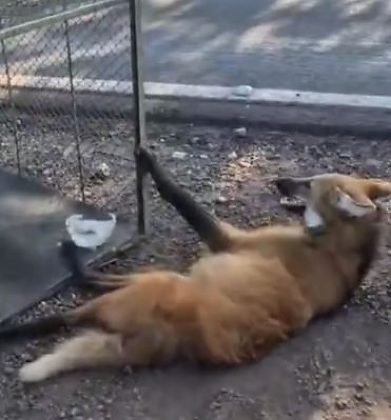 Animal foi resgatado entre Aquidauana e Miranda e levado para o Cras