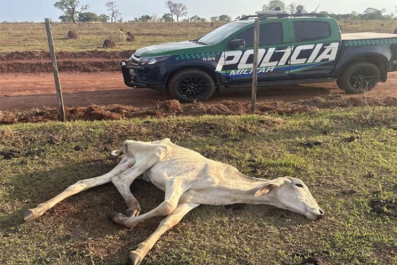 PMA flagrou animal sem alimento agonizando