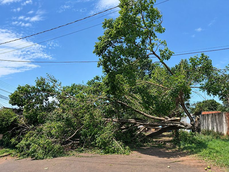 Prefeitura mantém 35 equipes mobilizadas; quedas de árvores representam 423 dos chamados registrados desde quinta-feira