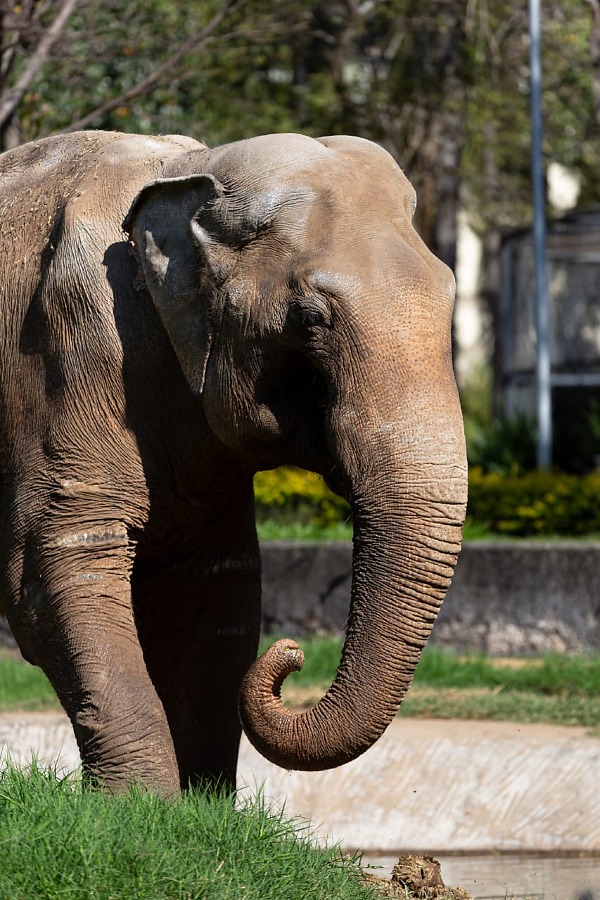 Elefante de 54 anos passa por Campo Grande rumo a santuário em MT