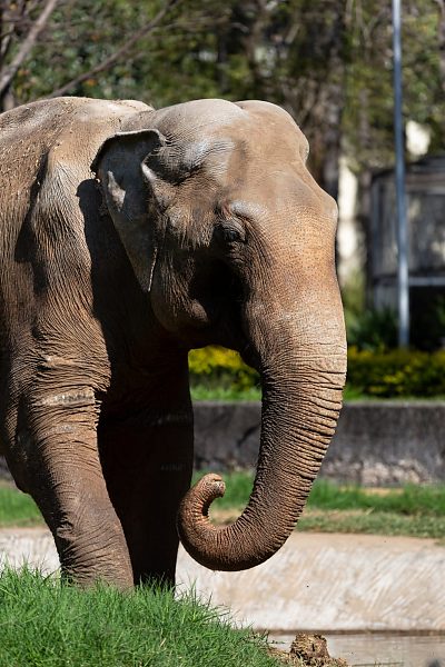 Elefante de 54 anos passa por Campo Grande rumo a santuário em MT