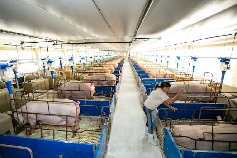 Suinocultura cresce em MS e enfrenta desafio para formar e reter profissionais
