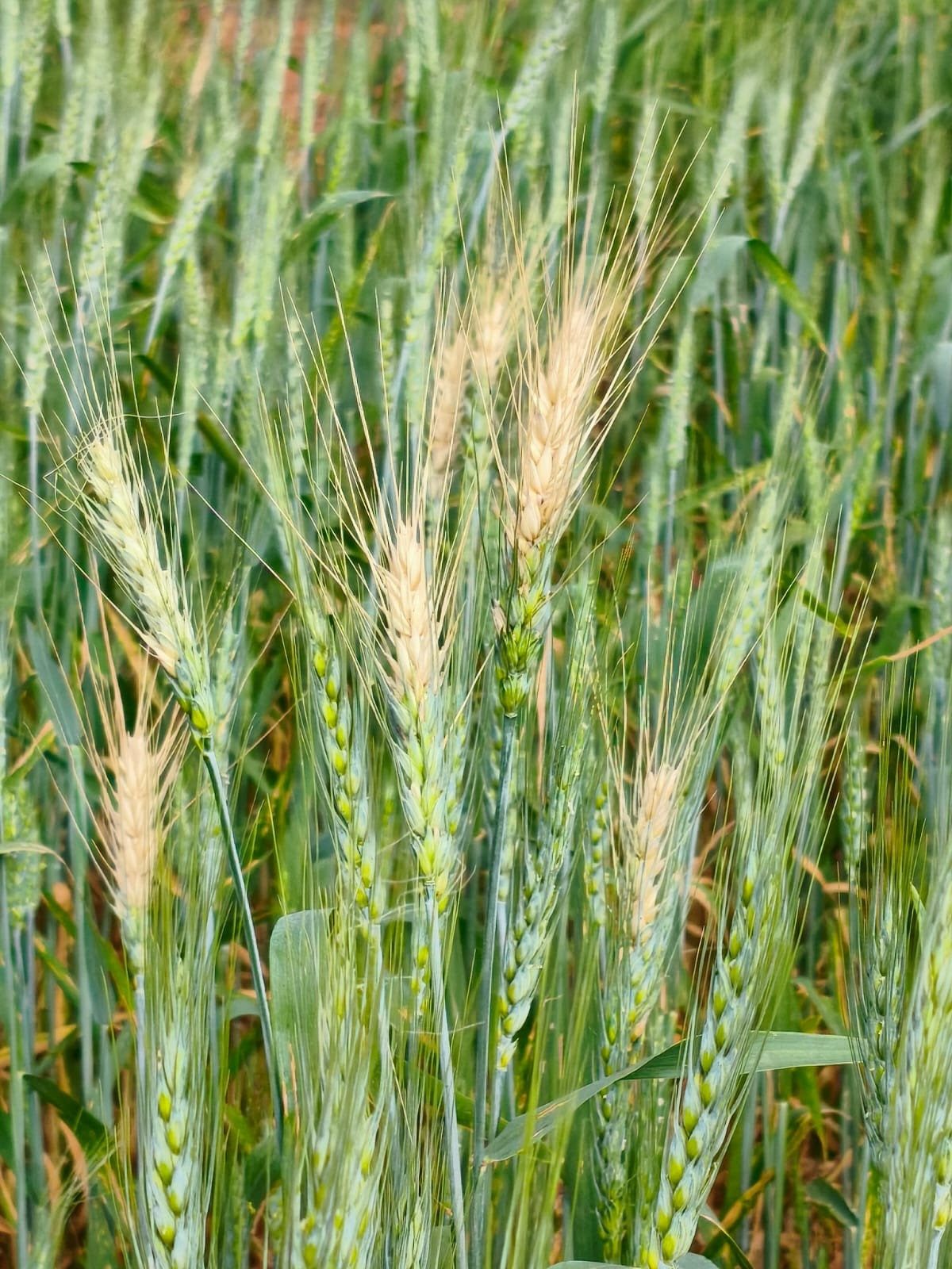 A importância do trigo tropical e os desafios do manejo da brusone