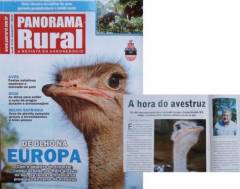 Mato Grosso do Sul vira referência nacional na produção de carne de avestruz