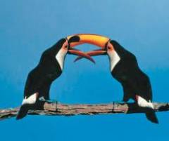 Vôo tucano sem maioria na câmara...